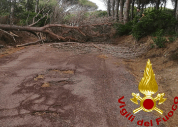 Danni dal vento. Albero cade a Caprera
