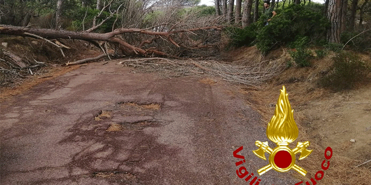 Danni dal vento. Albero cade a Caprera