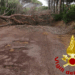 Danni dal vento. Albero cade a Caprera