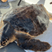 Olbia. Caretta caretta di oltre 30 chili salvata dalla Guardia Costiera