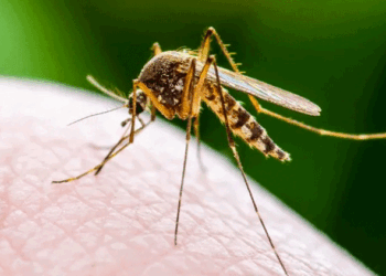West Nile. Un caso a Olbia. Nizzi: “Nessun allarmismo”