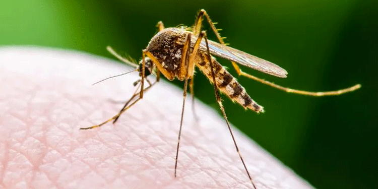 West Nile. Un caso a Olbia. Nizzi: “Nessun allarmismo”