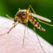 West Nile. Un caso a Olbia. Nizzi: “Nessun allarmismo”